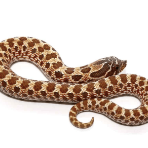 Baby Western Hognose Snake