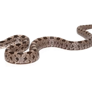 Baby Yellow Ratsnake