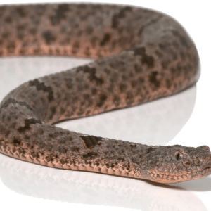Banded Rock Rattlesnake