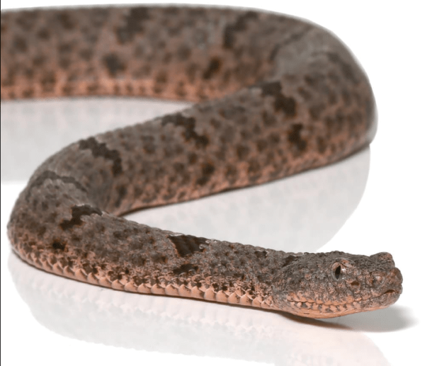 Banded Rock Rattlesnake