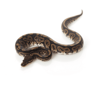 Black Pastel Ball Python for Sale