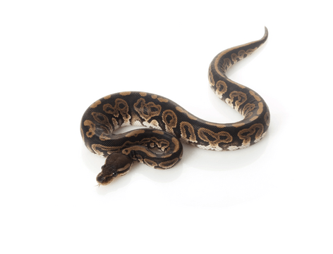 Black Pastel Ball Python for Sale