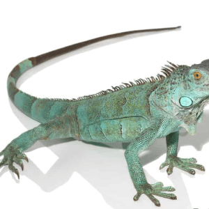 Blue Axanthic Iguana For Sale