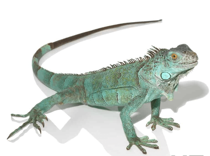 Blue Axanthic Iguana For Sale