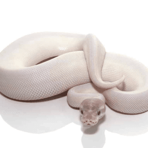 Blue Eye Leucistic Mojave Ball Python