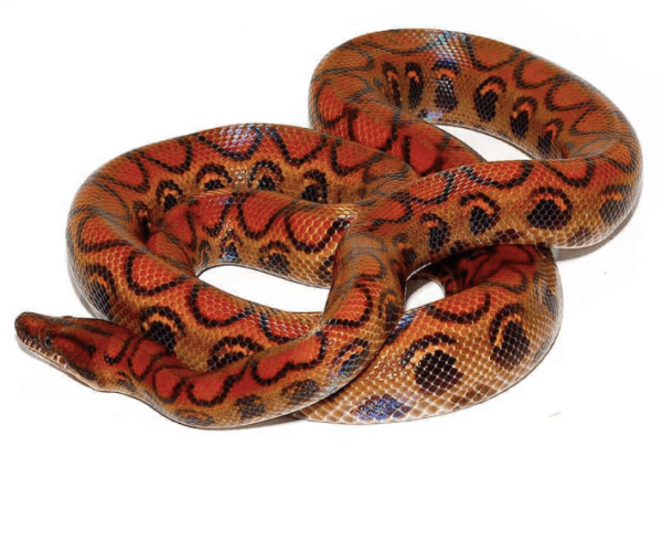 Brazilian Rainbow Boa