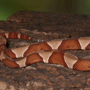 Broad Banded Copperhead Snake