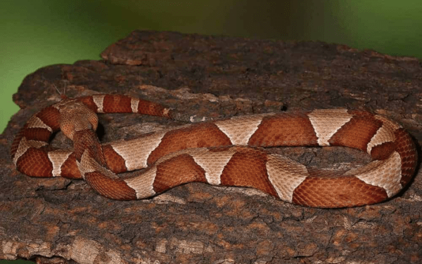 Broad Banded Copperhead Snake