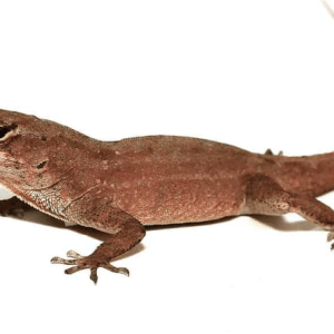 Brown Anole