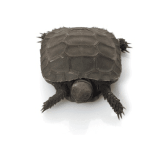 Burmese Mountain Tortoise for Sale