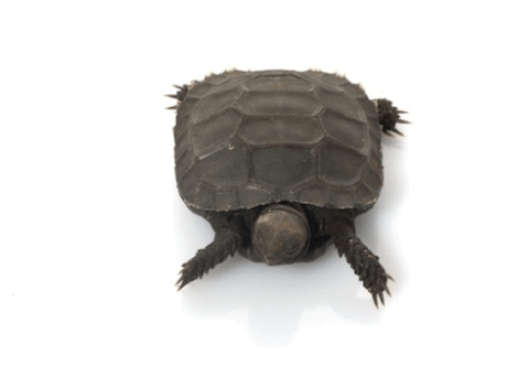 Burmese Mountain Tortoise for Sale