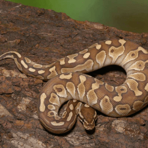 Baby Butter Ball Python