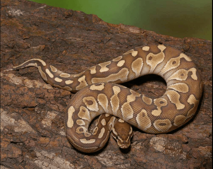 Baby Butter Ball Python