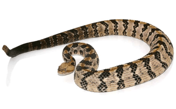 Canebrake Rattlesnake