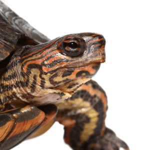 Central American Wood Turtle
