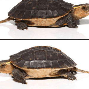 Chinese Box Turtle