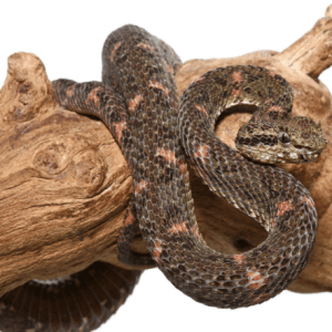 Christmas Tree Eyelash Viper