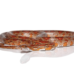 Corn Snake For Sale