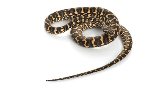 Coastal Carpet Python for Sale