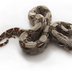 Colombian Red Tail Boa