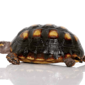 Colombian Redfoot Tortoise