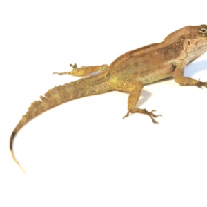 Crested Anole for Sale