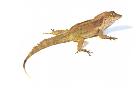 Crested Anole for Sale