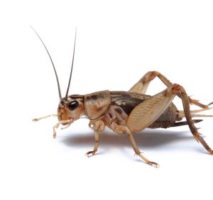 Crickets for Sale