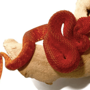 Crimson Red Squamigera Bush Viper