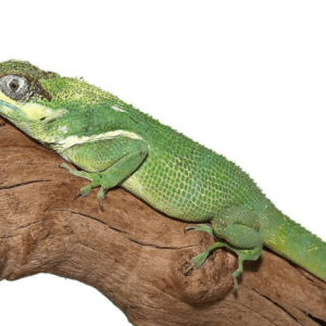 Cuban Knight Anole