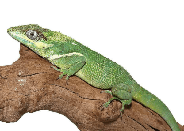 Cuban Knight Anole