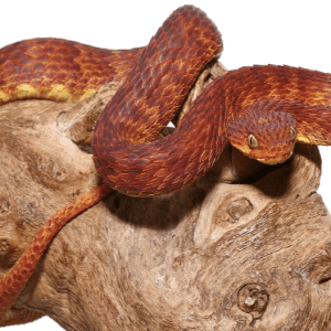 Dark Red Squamigera Bush Viper