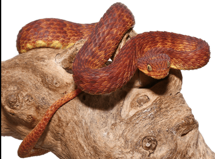 Dark Red Squamigera Bush Viper