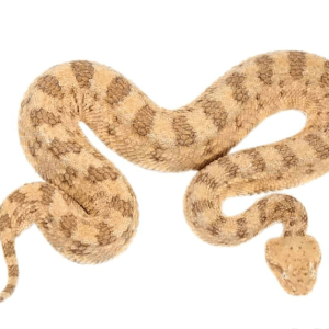 Desert Horn Viper