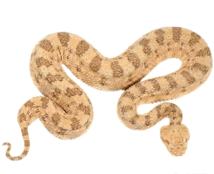 Desert Horn Viper