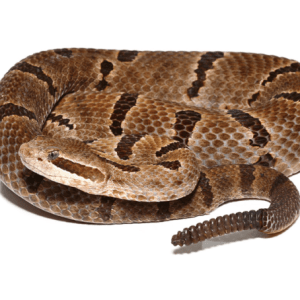 Female Durango Mountain Rattlesnake