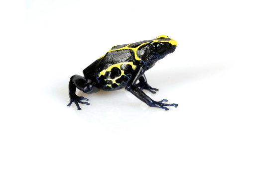 Dyeing Poison Dart Frog for Sale