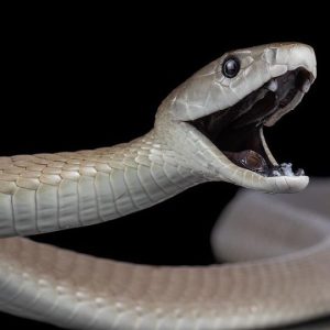 Black mamba for sale