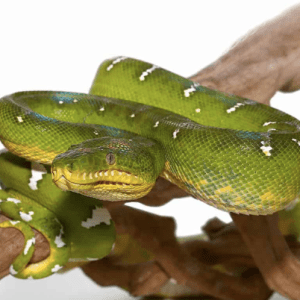 Emerald Tree Boa