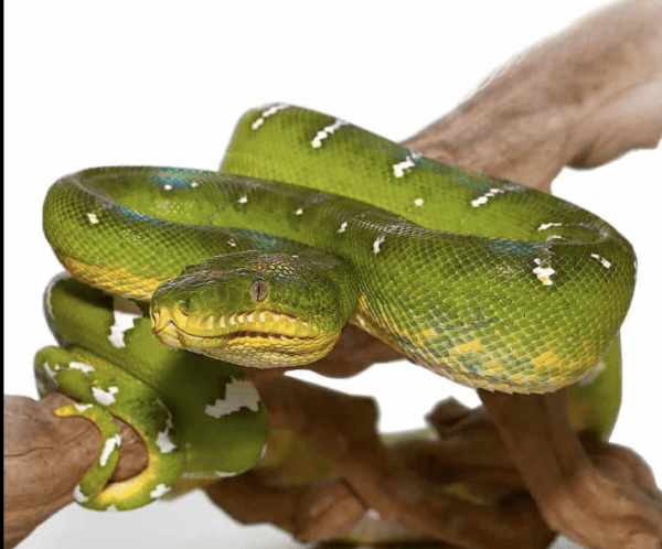 Emerald Tree Boa