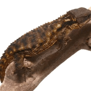 East African Armadillo Girdled Lizard For Sale