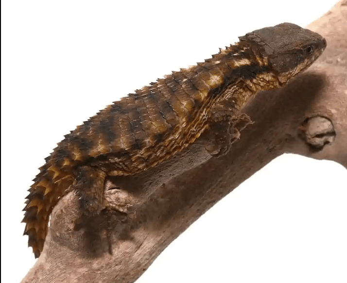 East African Armadillo Girdled Lizard For Sale