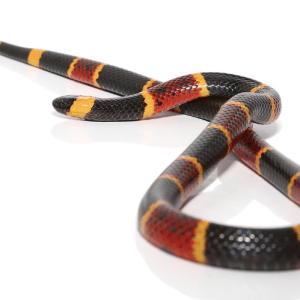 Eastern Coral Snake