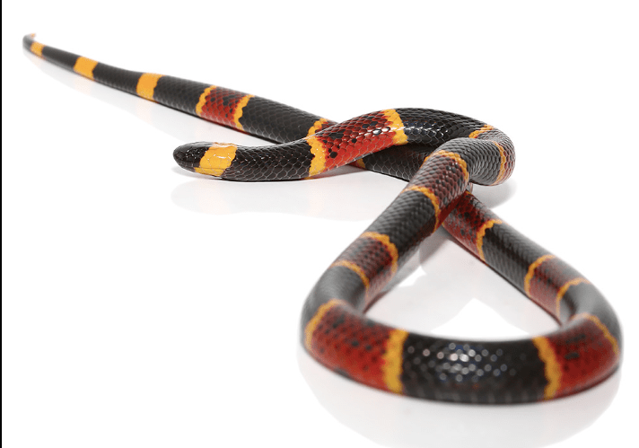 Eastern Coral Snake