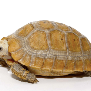 Elongated Tortoise