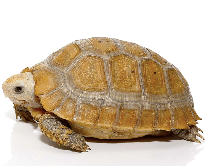 Elongated Tortoise