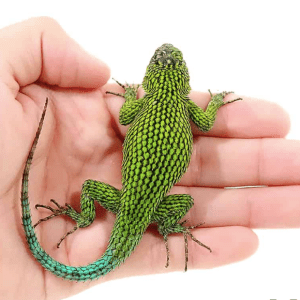 Emerald Swift For Sale