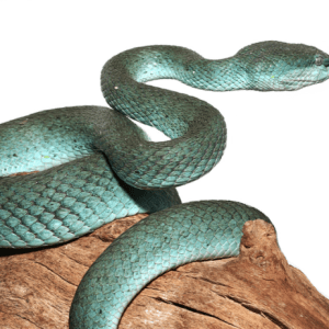 Female Komodo Island Pit Viper