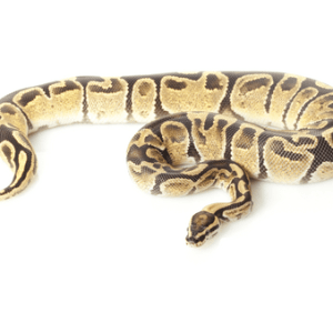 Fire Ball Python for Sale
