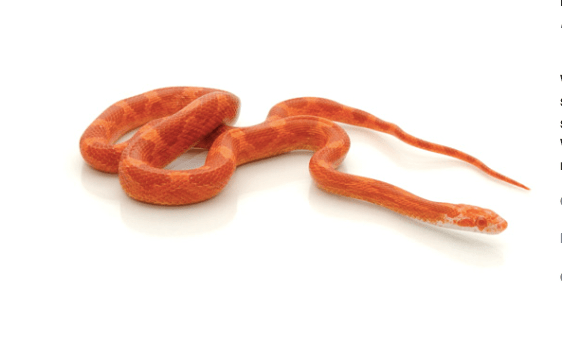Fire Corn Snake for Sale